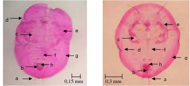 Gambar 4 Preparat puparium T. vaporariorum (kiri) dan B. tabaci (kanan): (a) seta kauda, (b) vasiform orifice, (c) rambut dorsal, (d) pinggiran trakea, (e) basal tungkai tengah dan belakang, (f) ruas abdomen VII, (g) submargin, (h) lingula 
