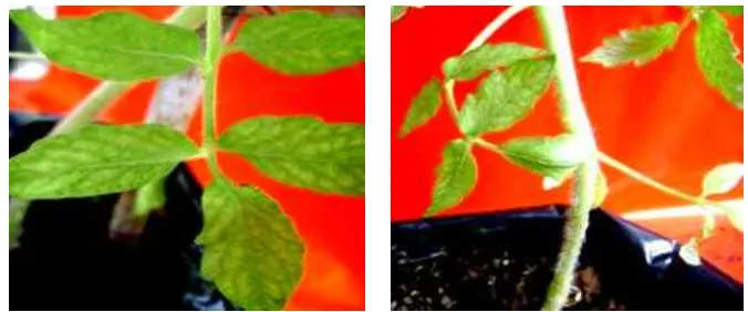 Gambar 5 Gejala kuning pada tanaman tomat yang telah diinokulasi dengan ToCV (kiri) dan TICV (kanan) 