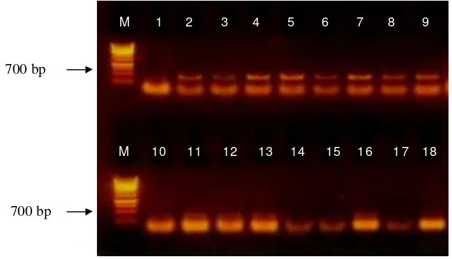 Gambar 6 Hasil amplifikasi DNA TICV dan ToCV dengan metode RT-PCR menggunakan sepasang primer TICV dan ToCV