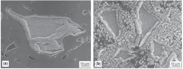 Figure 7. The formation of HCAet allayers on (a) 20% and (b) 40% Bio-glass/HDPE composite after sevendays in SBF