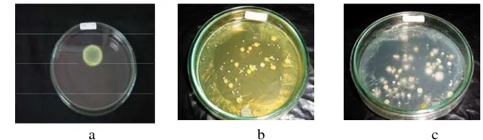 Gambar 1. Koloni cendawan pada media agar martin (gambar a), koloni bakteri pada media King’s B (gambar b) dan pada media Nutrient Agar ( gambar c)