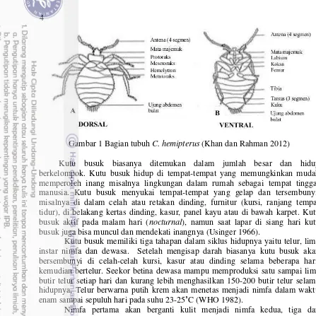 Gambar 1 Bagian tubuh C. hemipterus (Khan dan Rahman 2012) 