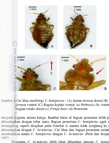 Gambar 4 Ciri khas morfologi C. hemipterus : (A) Jantan dewasa dorsal (B) Jantan 