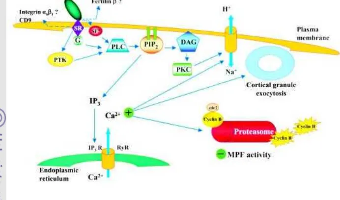 Gambar 1. Mekanisme aktivasi oosit oleh spermatozoa pada mekanisme fertilisasi 