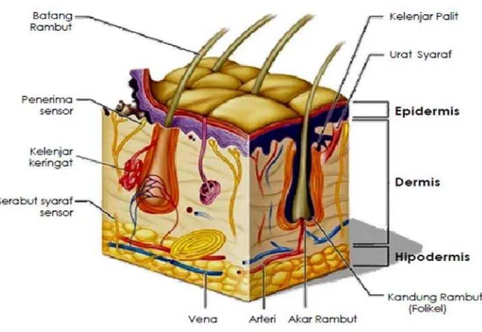 Gambar 2.5 Struktur kulit 
