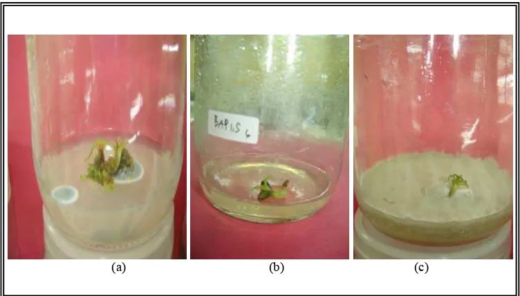 Gambar 2. Kontaminasi kultur: (a) kontaminasi oleh cendawan, (b) kontaminasi oleh bakteri, (c) kontaminasi oleh cendawan yang telah menyebar menutupi media  