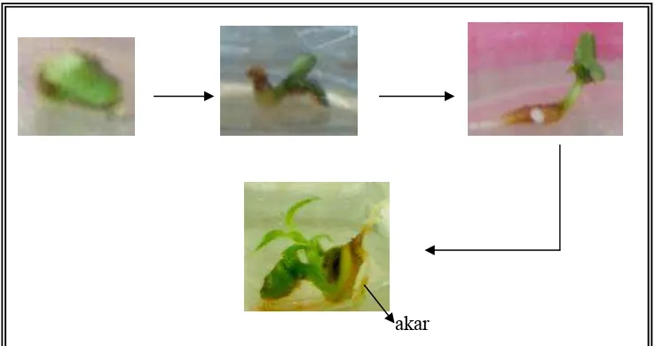Gambar 6. Tahap pertumbuhan eksplan pada media MSo  