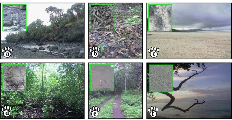 Gambar 5. Identifikasi jejak kaki macan tutul jawa 