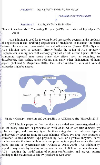 Figure 4 Captopril structure and compability to ACE active site (Horrocks 2015) 