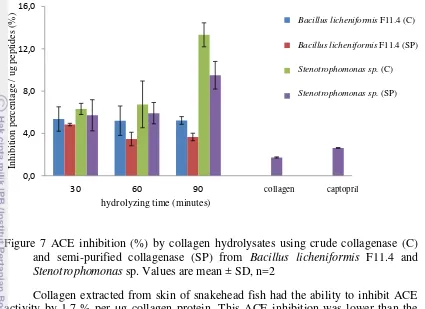Figure 7 ACE inhibition (%) by collagen hydrolysates using crude collagenase (C) 