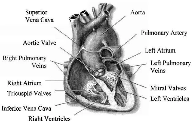 Figure 2.1: Human Heart Anatomy [3] 