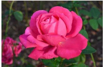 Gambar 2.2 Bunga Mawar Merah Muda 