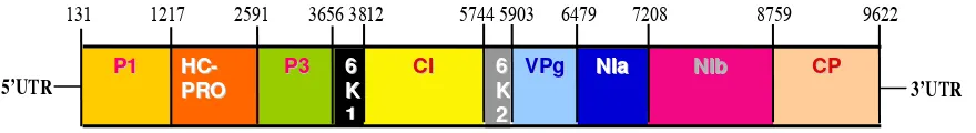 Gambar 1. Diagram genom TuMV, menunjukkan potongan-potongan fragmen yang disintesis. 5’UTR = 5’-untranslated region; P1 = protein 1; HC-Pro = helper component proteinase; P3 = protein 3; 6K1 = peptida 1; CI = cylindrical inclusion protein; 6K2 = peptida 2;