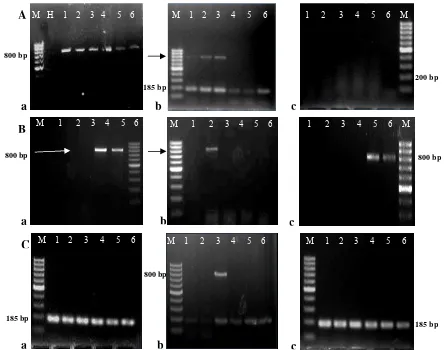 Gambar 5. Visualisasi hasil deteksi TuMV pada benih  caisin menggunakan tiga  metode ekstraksi RNA yang berbeda, yaitu: a) Metode Willey, b) Metode Randles, c) Metode RNeasy