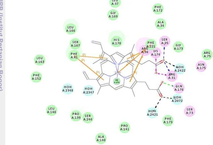 Gambar 14. Interaksi residu asam amino dengan protoporfirin IX pada enzim 