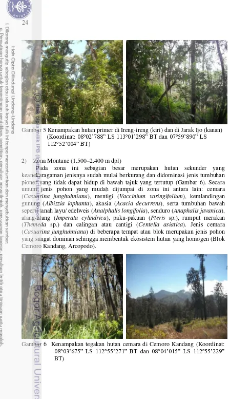 Gambar 5 Kenampakan hutan primer di Ireng-ireng (kiri) dan di Jarak Ijo (kanan)