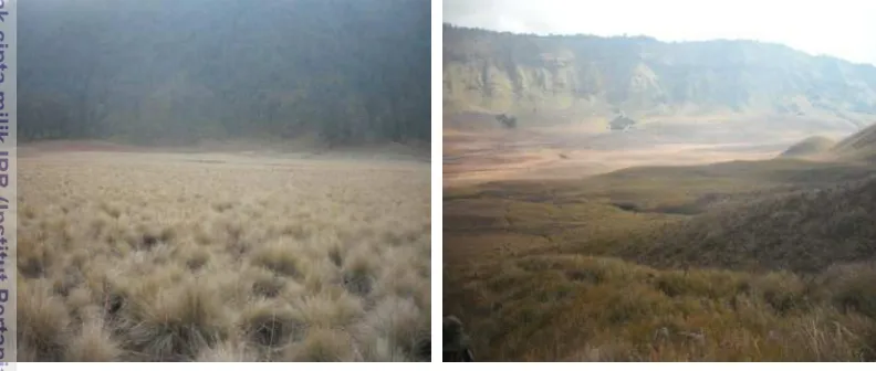 Gambar 7 Kenampakan savana di Oro-oro Rombo (kiri) dan di Bukit Teletubies