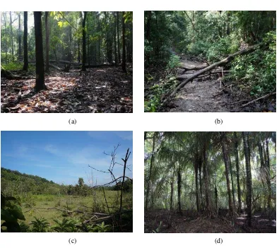 Gambar 2 Lokasi pengambilan sampel kumbang cerambycid: Taman Wisata Alam I (a), Taman Wisata Alam II (b), Cagar Alam I (c), dan Cagar Alam II (d)
