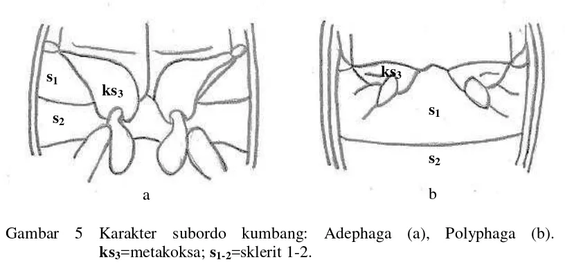 Gambar 5 Karakter subordo kumbang: Adephaga (a), Polyphaga (b). 