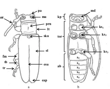 Gambar 6 Morfologi Cerambycidae yang digunakan untuk identifikasi: sisi dorsal (a), sisi ventral (b)