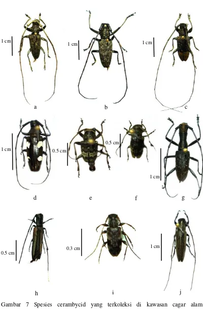 Gambar 7 Spesies cerambycid yang terkoleksi di kawasan cagar alam Pangandaran: A. rusticatrix (a), E