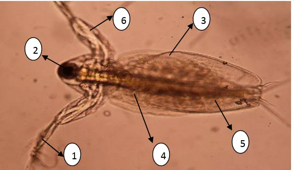 Gambar 1. Morfologi Diaphanosoma sp. (Koleksi pribadi, 2014) 