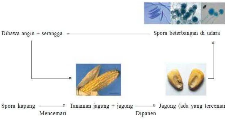 Gambar 2 Mekanisme kontaminasi cendawan pada jagung (Ahmad 2009) 