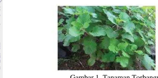 Gambar 1  Tanaman Torbangun 