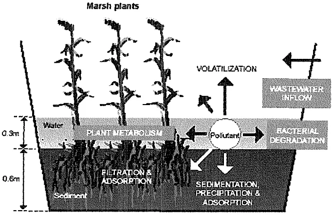 Gambar 2. Proses reduksi bahan pencemar pada rawa buatan (Sim, 2003) 