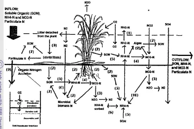 Gambar 8. Transfonnasi senyawa nitrogen pada r a m  buatan [(I) volatilisasi; (2) -. 