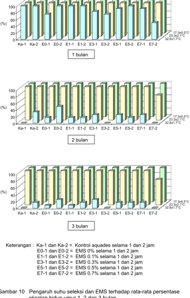 Gambar 10   Pengaruh suhu seleksi dan EMS terhadap rata-rata persentase  