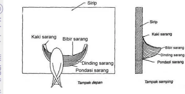 Gambar 1  Anatomi sarang burung walet  (Adiwibawa 2000) 
