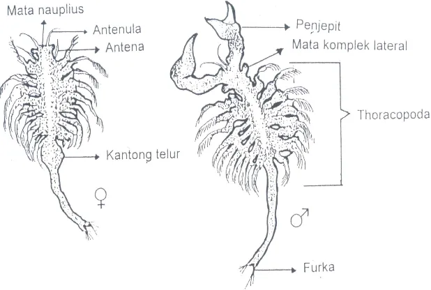 Gambar 2. Morfologi Artemia Dewasa (Mudjiman, 1992) 