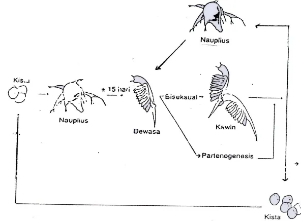 Gambar 3. Siklus Hidup Artemia (Mudjiman, 1992) 