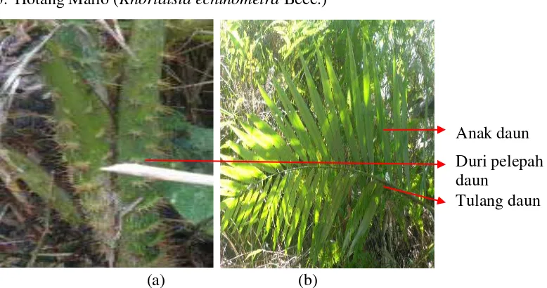 Gambar 7. Hotang Mallo (Khortalsia echinometra Becc.) : (a) Batang, (b) Daun. 