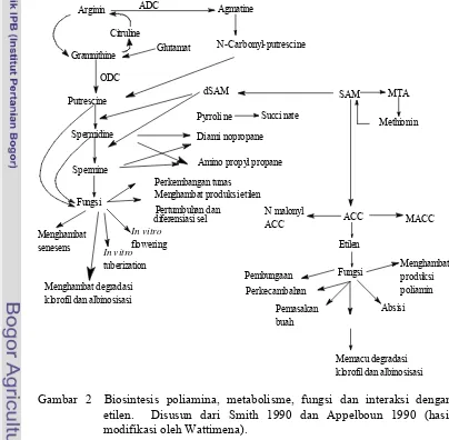 Gambar 2 .Biosintesis poliamina, metabolisme, fungsi dan interaksi dengan 