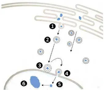 Gambar 5  Skema sintesis dan penyimpanan fitin dalam protein bodies pada endosperm kacang castor