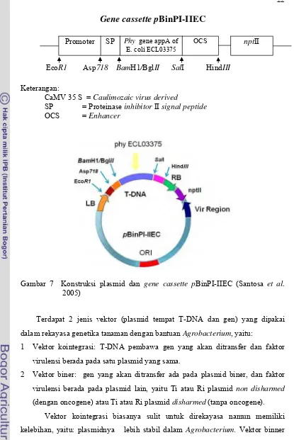 Gambar 7  Konstruksi plasmid dan gene cassette pBinPI-IIEC (Santosa et al. 