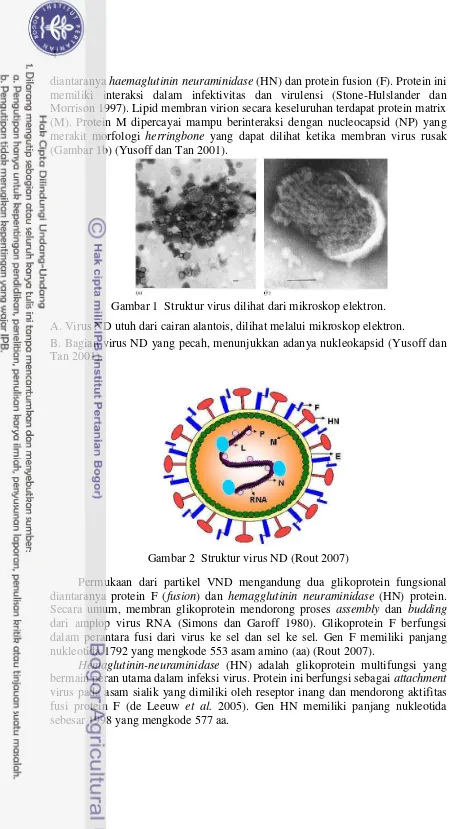 Gambar 1  Struktur virus dilihat dari mikroskop elektron.  