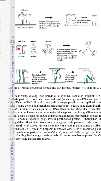 Gambar 5  Model perubahan bentuk HN dan memicu protein F (Takimoto et al. 