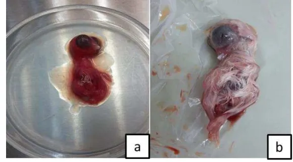 Gambar 9  Penampakan embrio secara makroskopis 