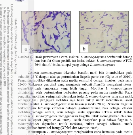 Gambar 4 Hasil pewarnaan Gram. Bakteri L. monocytogenes berrbentuk batang 