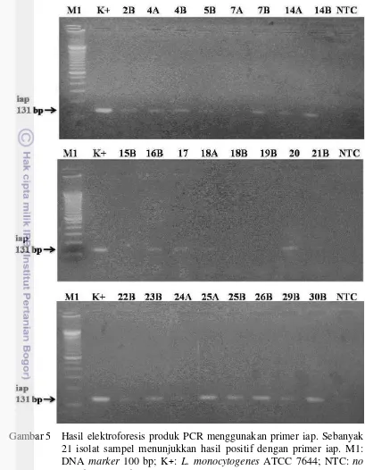 Gambar 5 Hasil elektroforesis produk PCR menggunakan primer iap. Sebanyak 