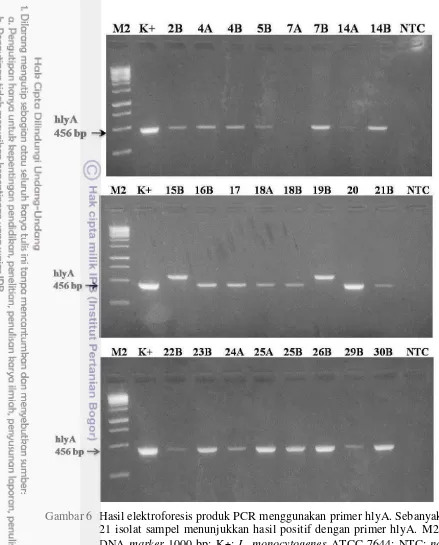 Gambar 6 Hasil elektroforesis produk PCR menggunakan primer hlyA. Sebanyak 