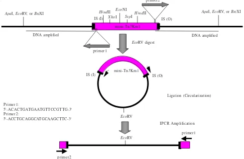 Figure 1 Strategy for amplification of DNA sequence flanking mini-Tn5mutant containing inserted transposon was digested with  transposon by inverse PCR