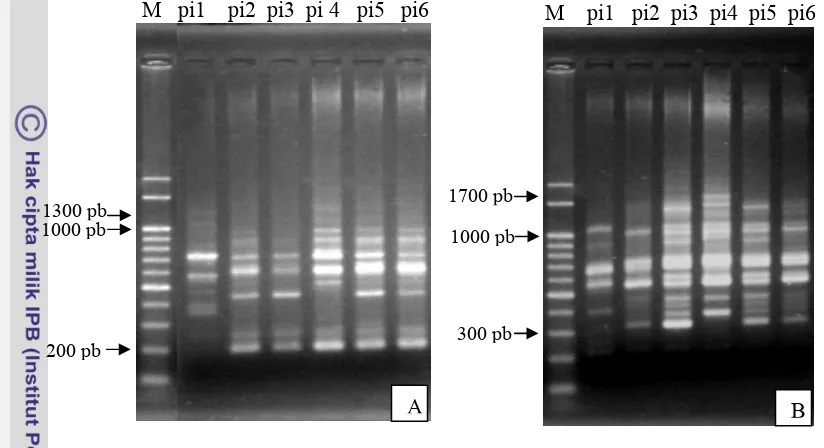 Gambar 25. Profil DNA Pohon Induk Hasil RAPD. 