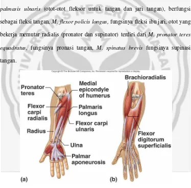 Gambar 6 Struktur otot lengan bawah 