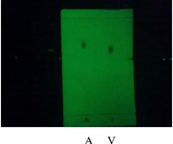 Gambar 15. Hasil KLT senyawa hasil sintesis vanilaseton 
