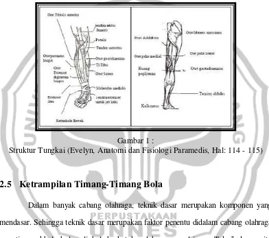 Gambar 1 : Struktur Tungkai (Evelyn, Anatomi dan Fisiologi Paramedis, Hal: 114 - 115) 