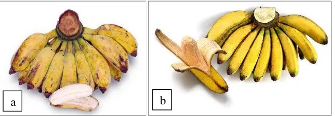 Gambar 2.  Buah pisang (a) ‘Kepok Kuning’ dan (b) ‘Raja Bulu’  